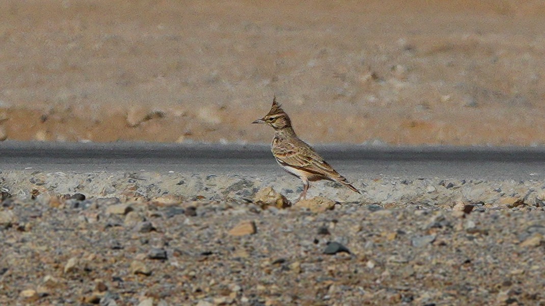 Crested Lark - ML646136308