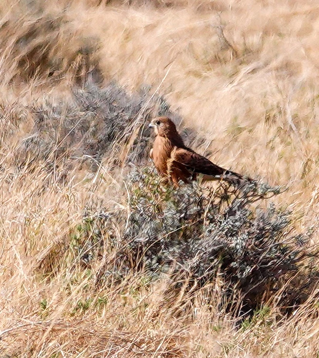 Greater Kestrel - ML646136309