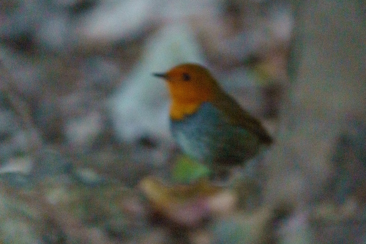 日本歌鴝 - ML646136310