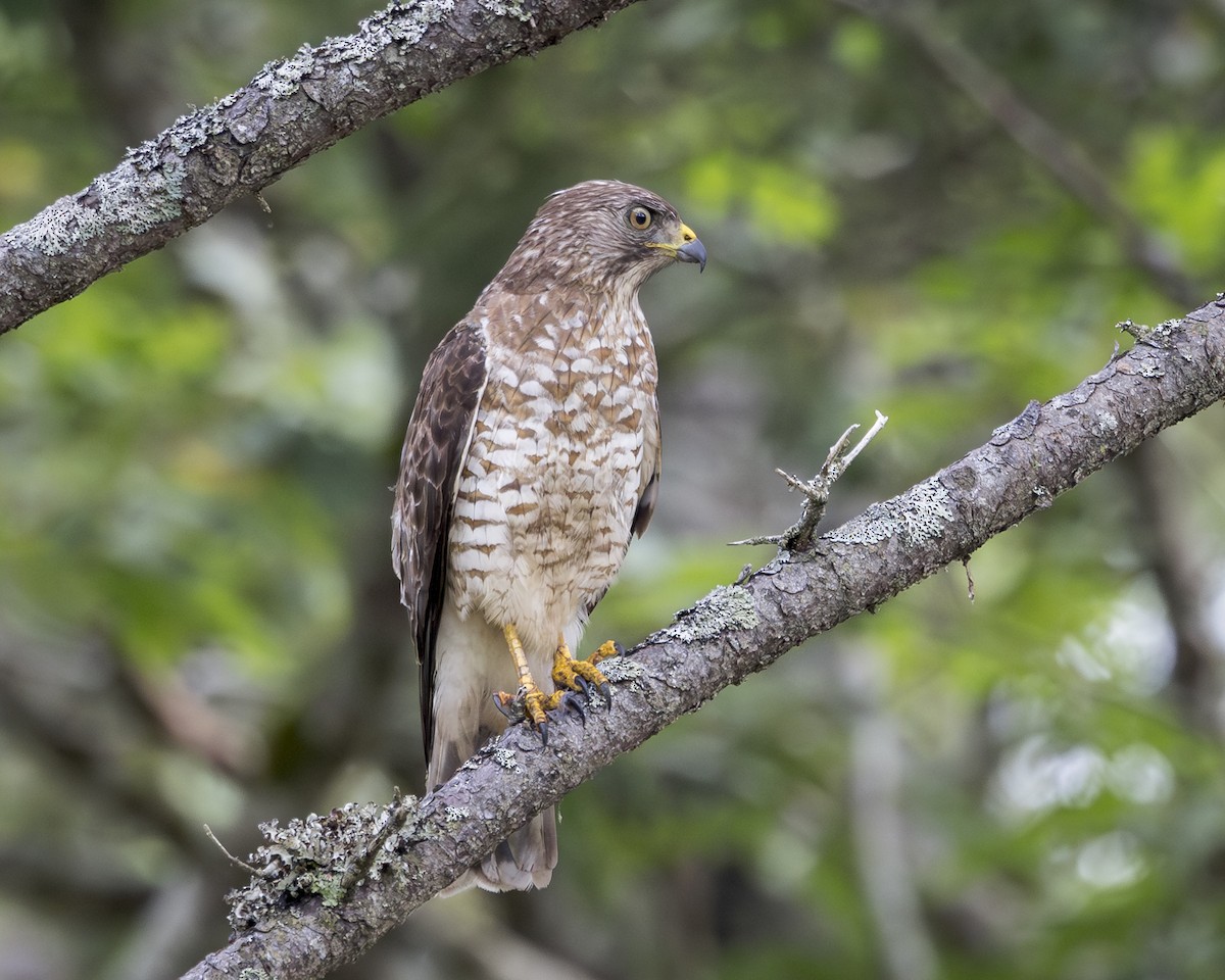 Broad-winged Hawk - ML646136311