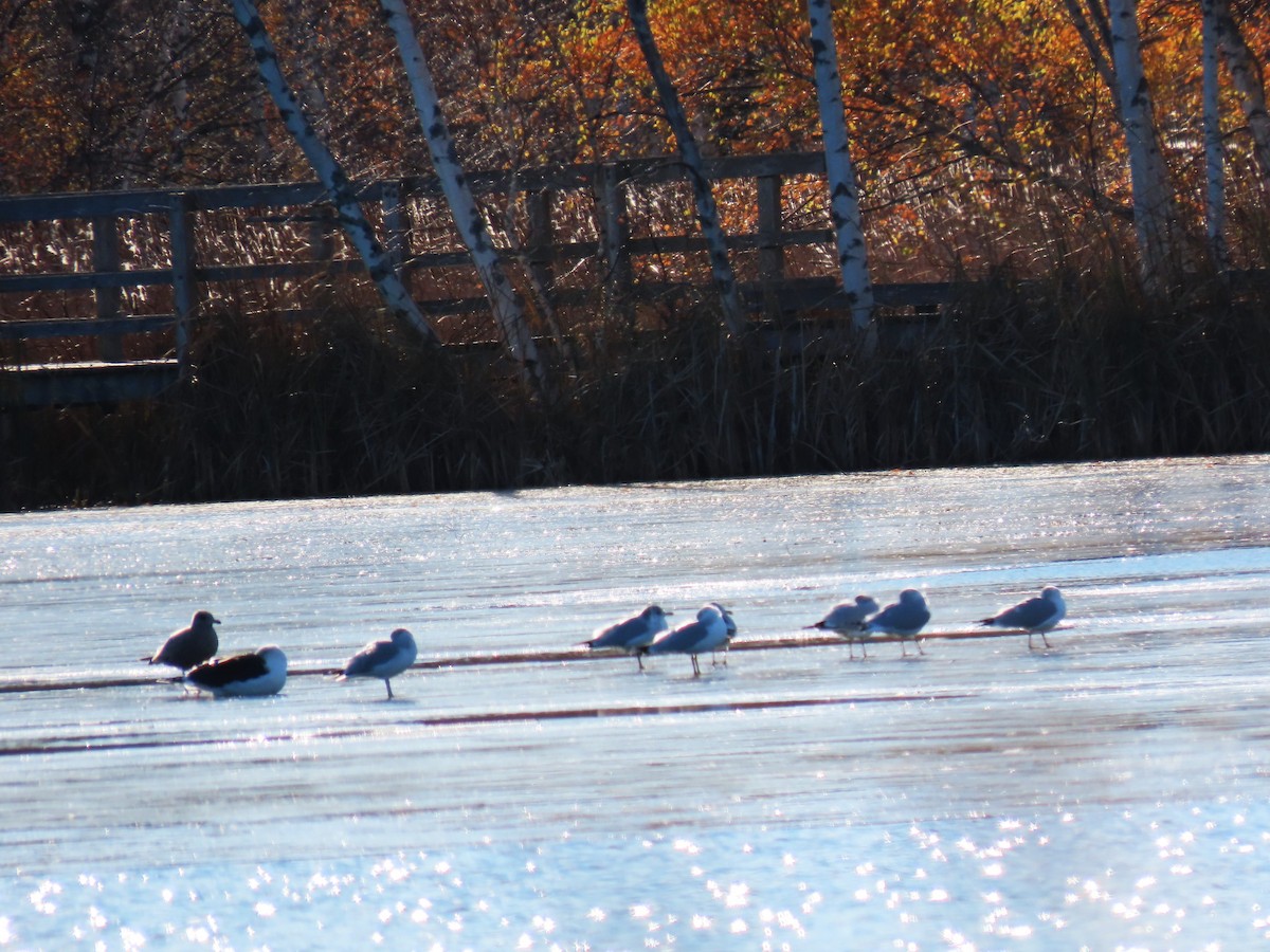 Great Black-backed Gull - ML646136312