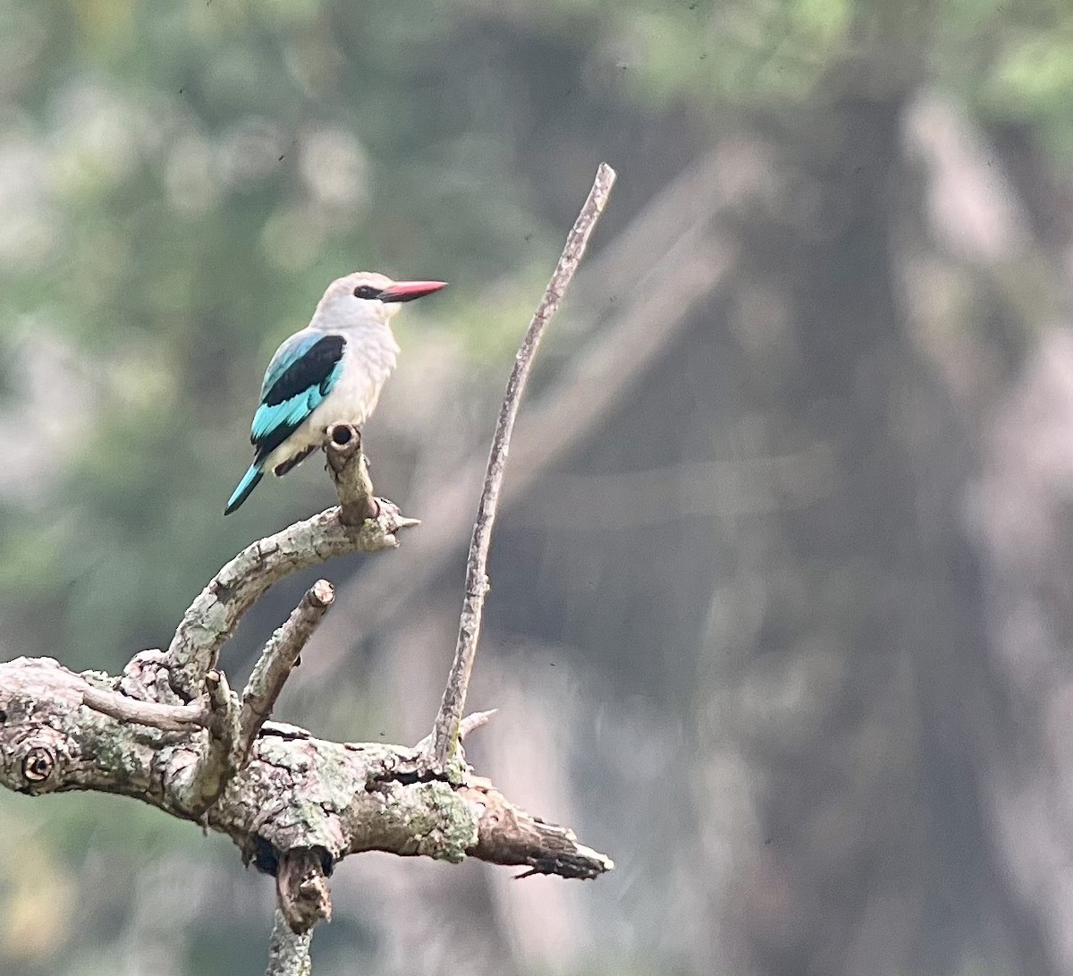 Woodland Kingfisher - ML646136316