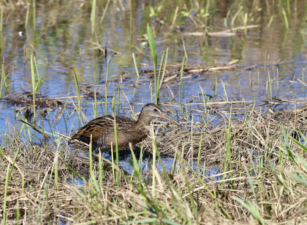 King Rail - ML646136317