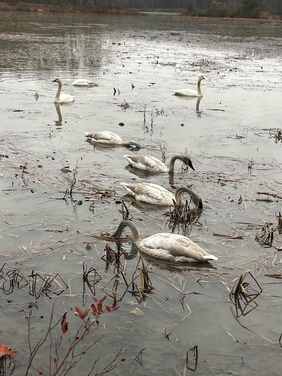 Trumpeter Swan - ML646136318