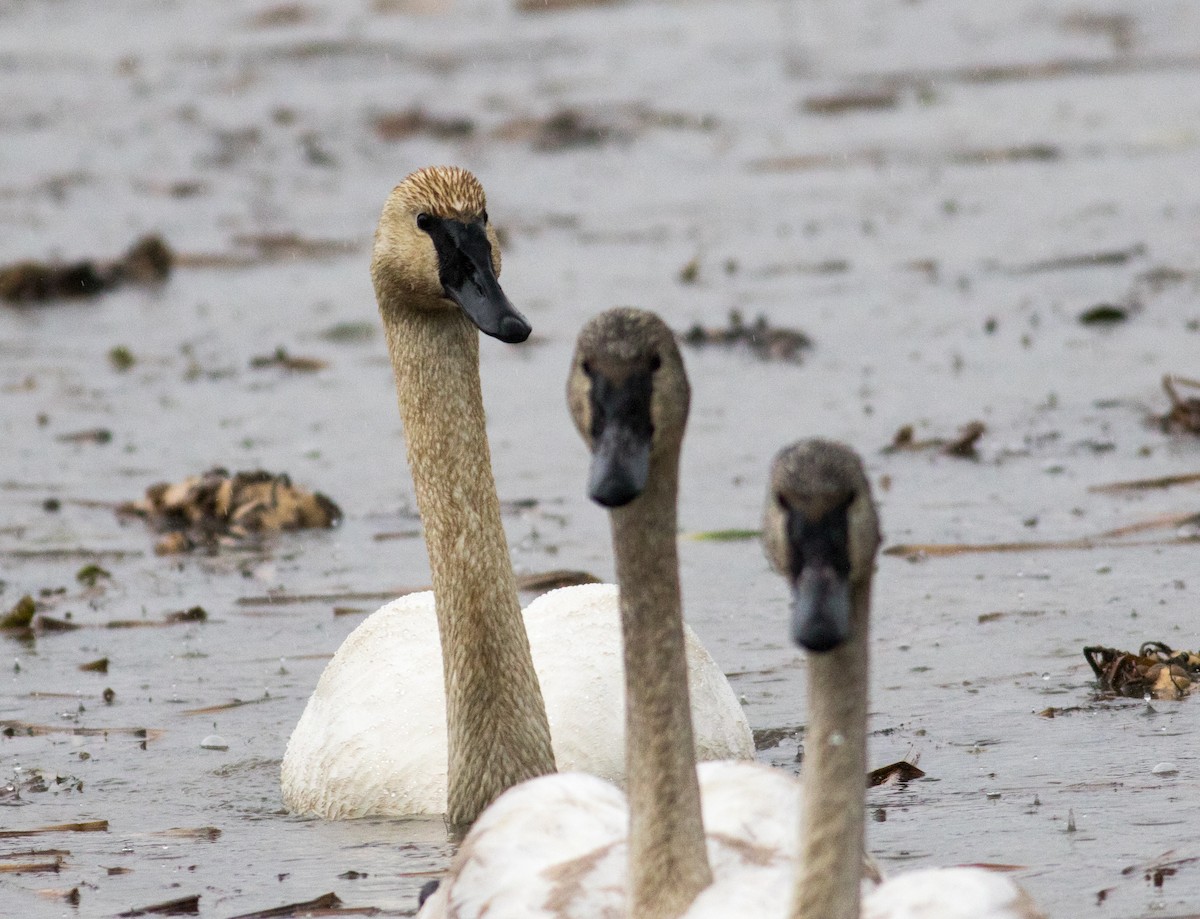 Trumpeter Swan - ML646136320