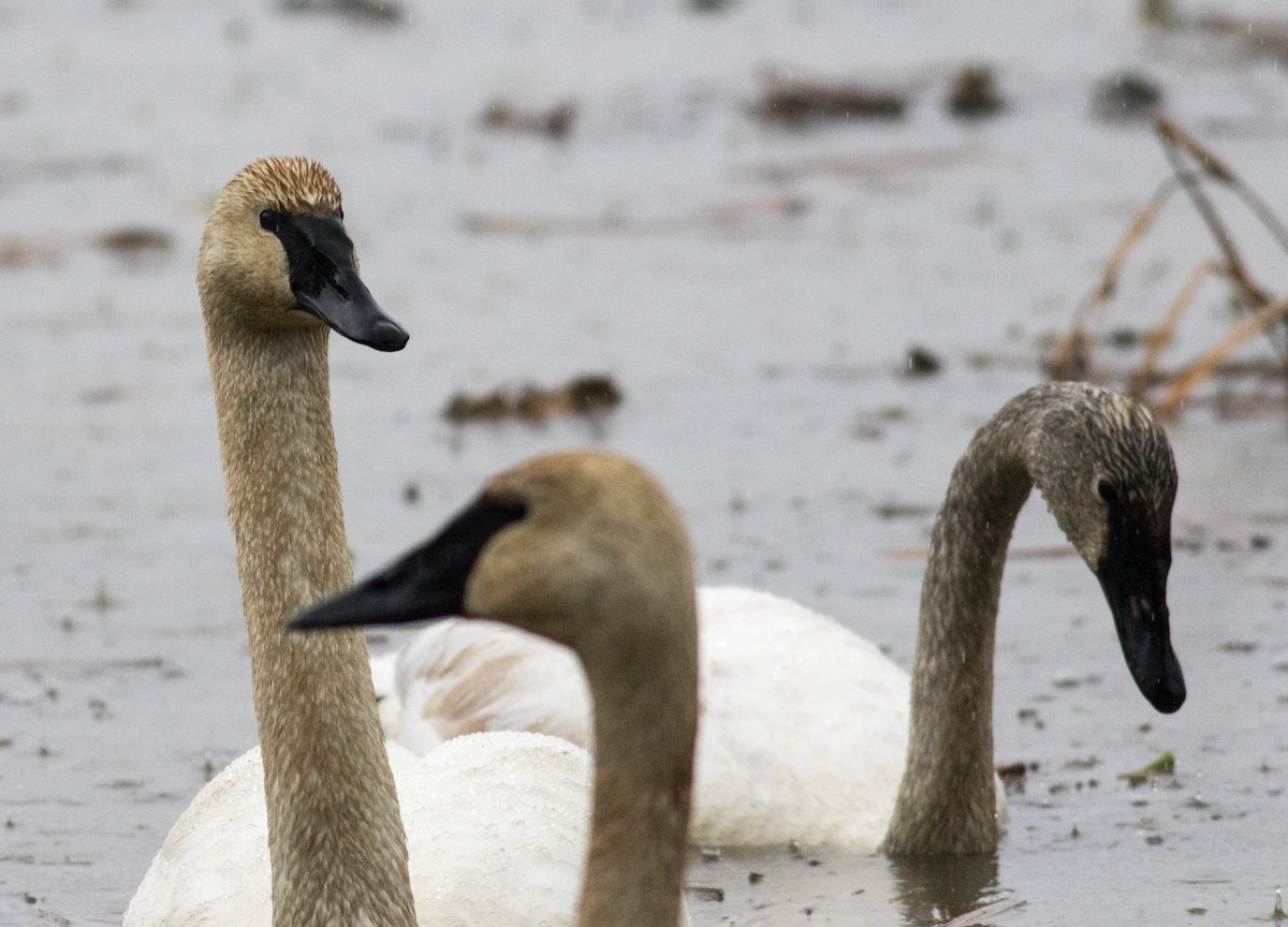 Trumpeter Swan - ML646136321