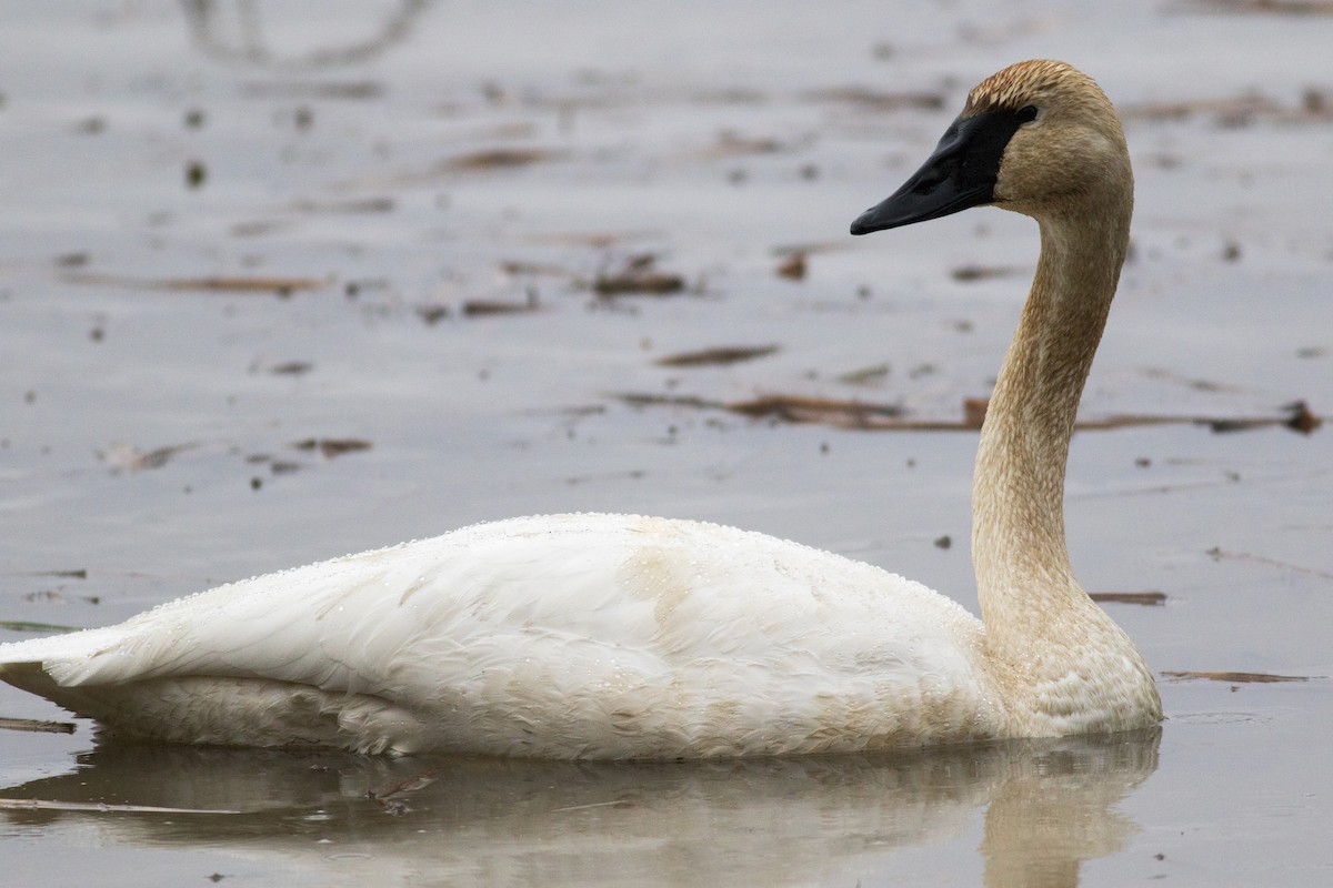 Trumpeter Swan - ML646136322