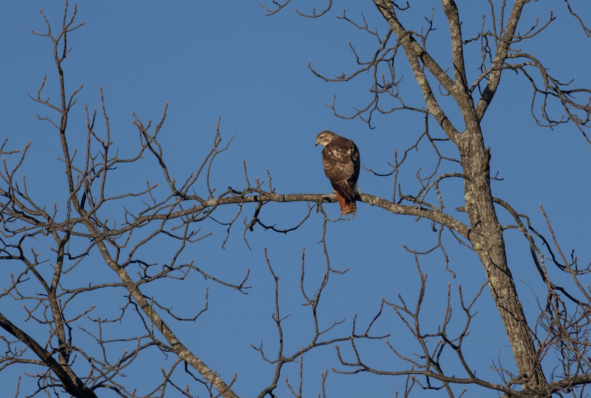 Red-tailed Hawk - ML646136325