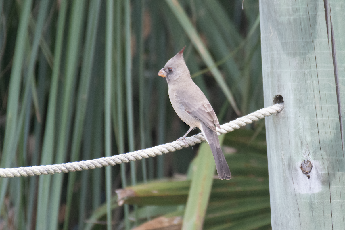 Pyrrhuloxia - ML646136329