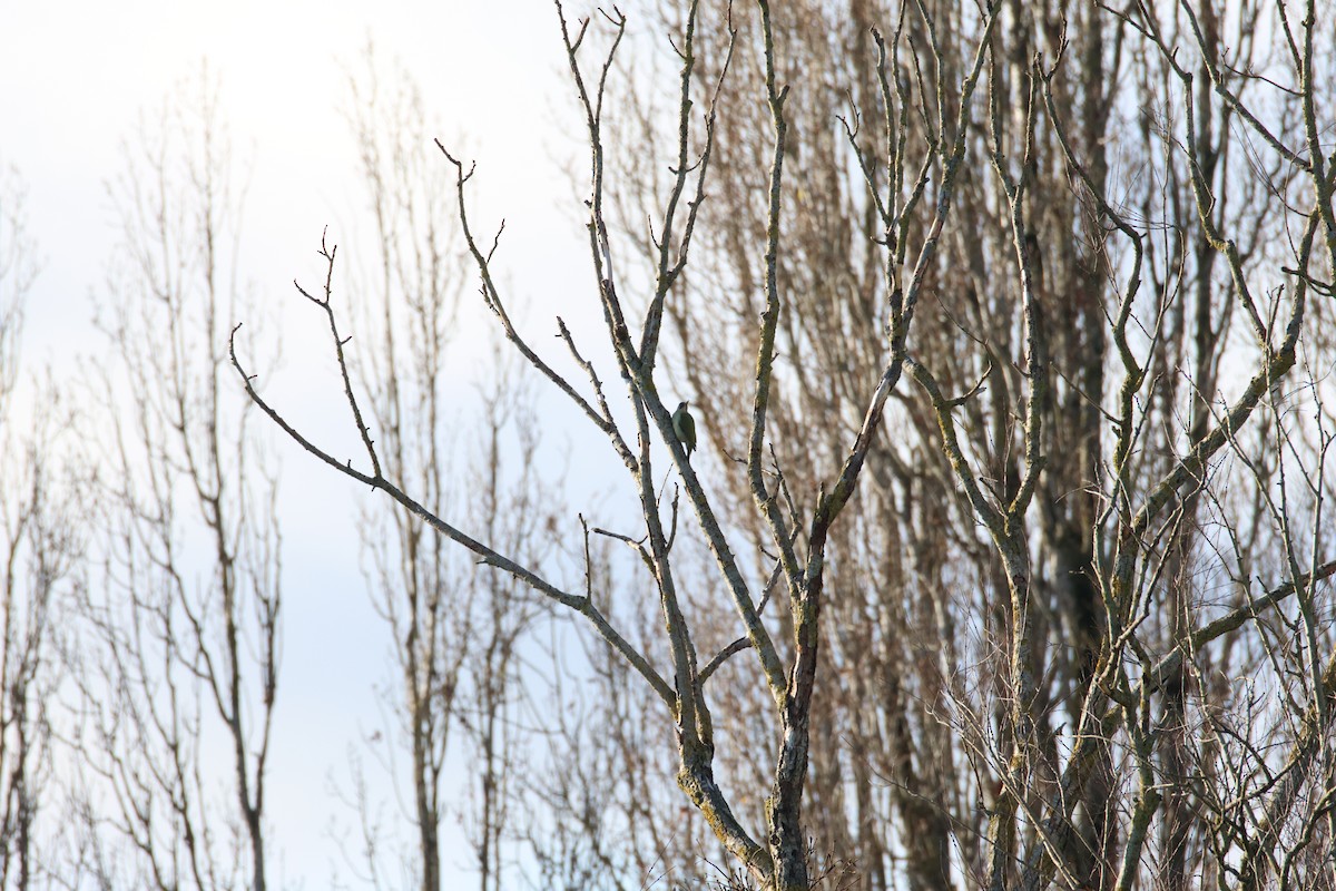 נקר ירוק - ML646136332