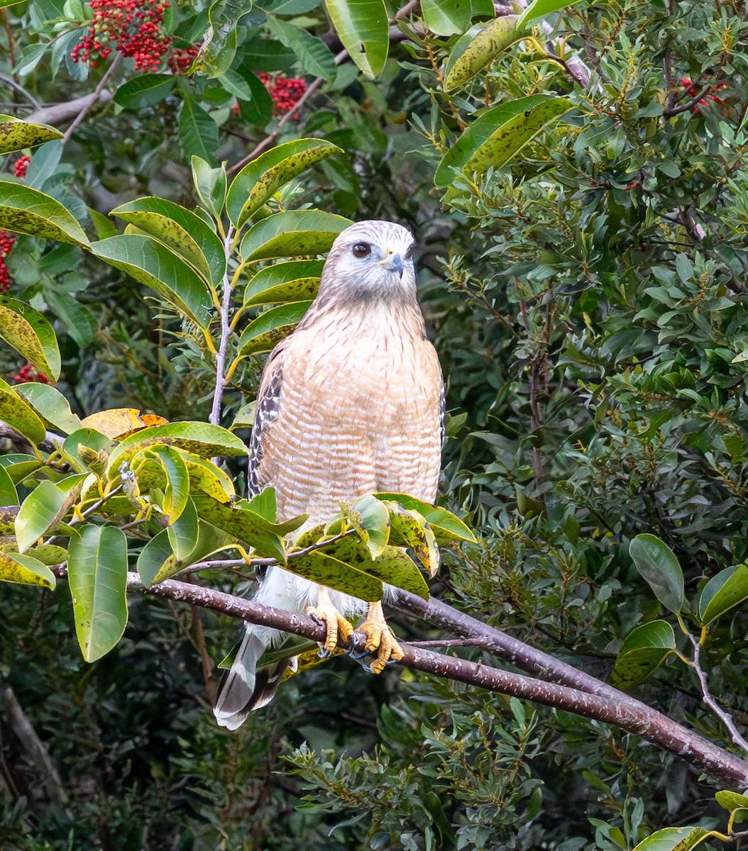Red-shouldered Hawk - ML646136333