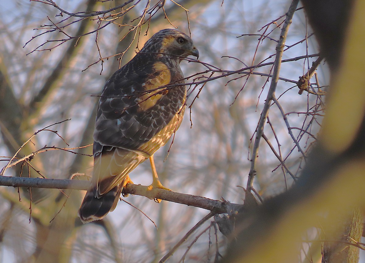 Красноплечий канюк - ML646136339