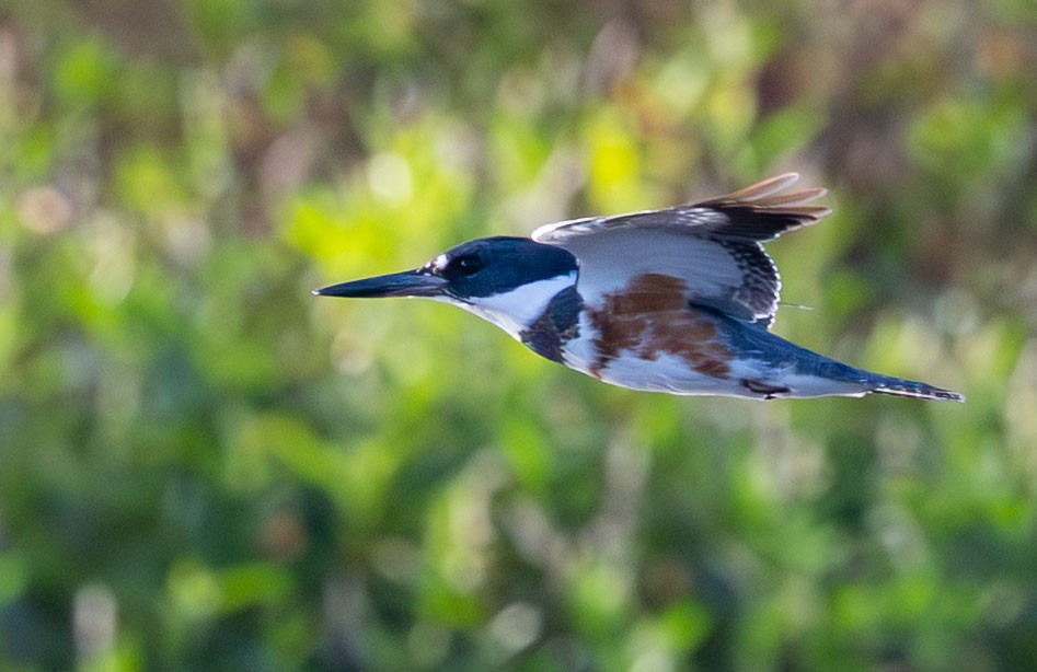 Belted Kingfisher - ML646136341
