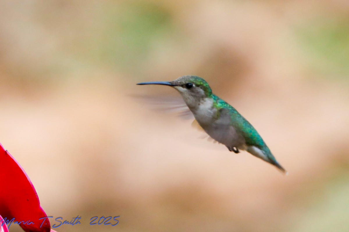 Ruby-throated Hummingbird - ML646136342