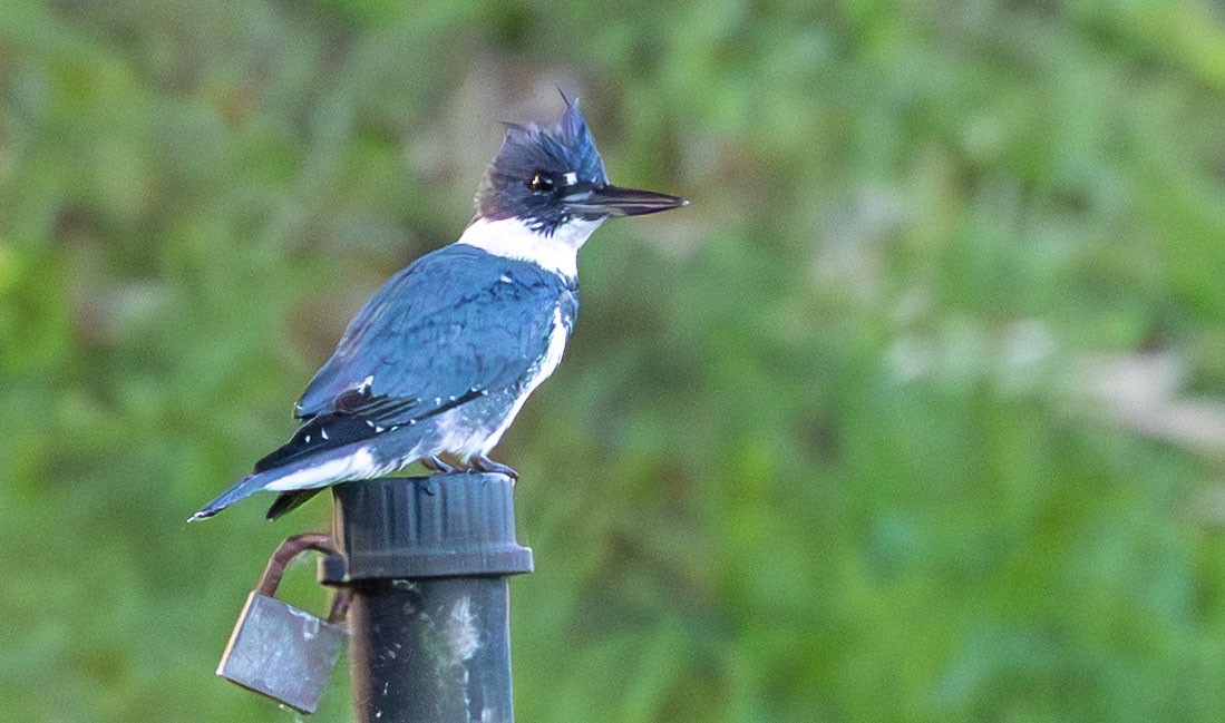 Belted Kingfisher - ML646136344