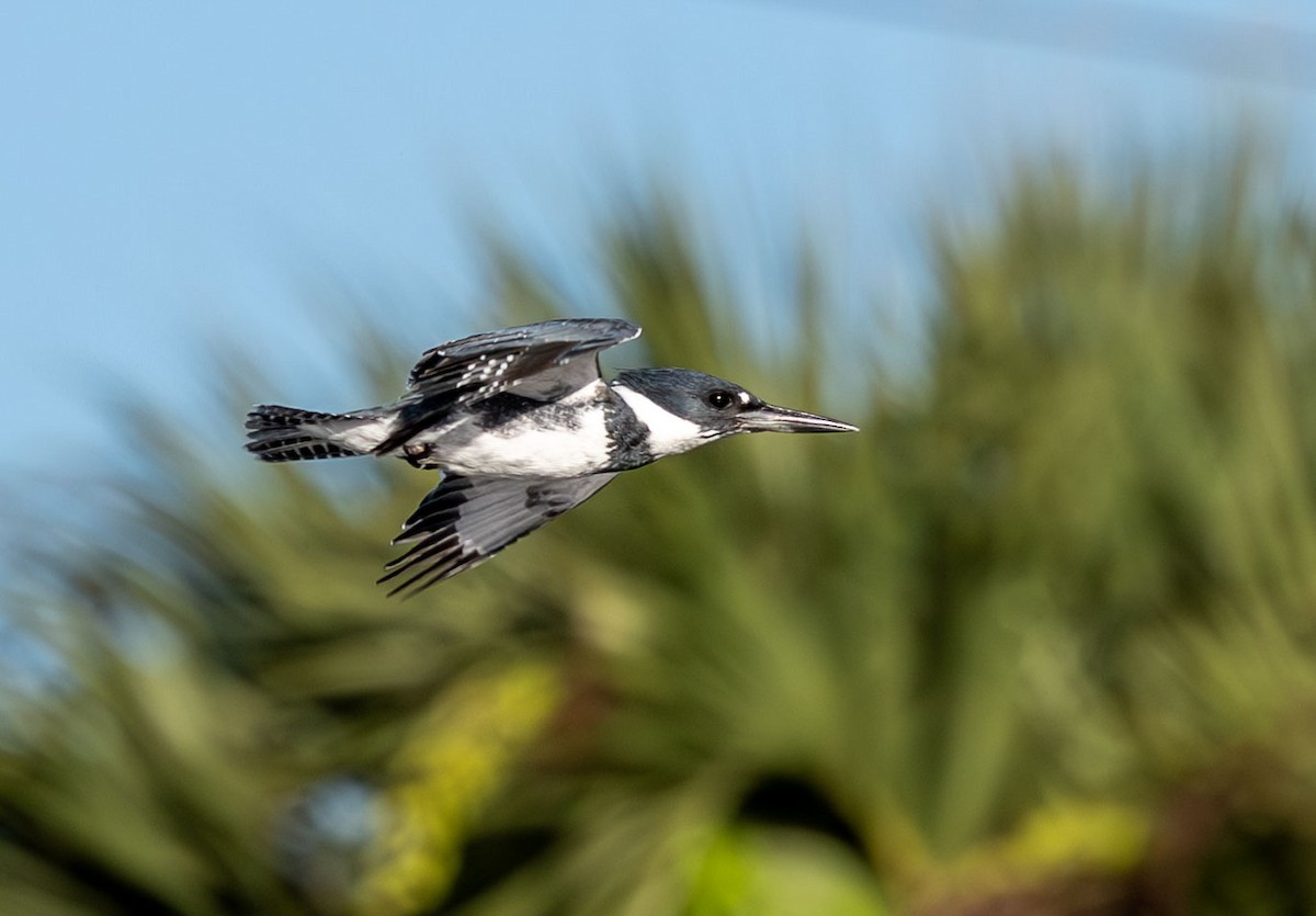 Belted Kingfisher - ML646136348