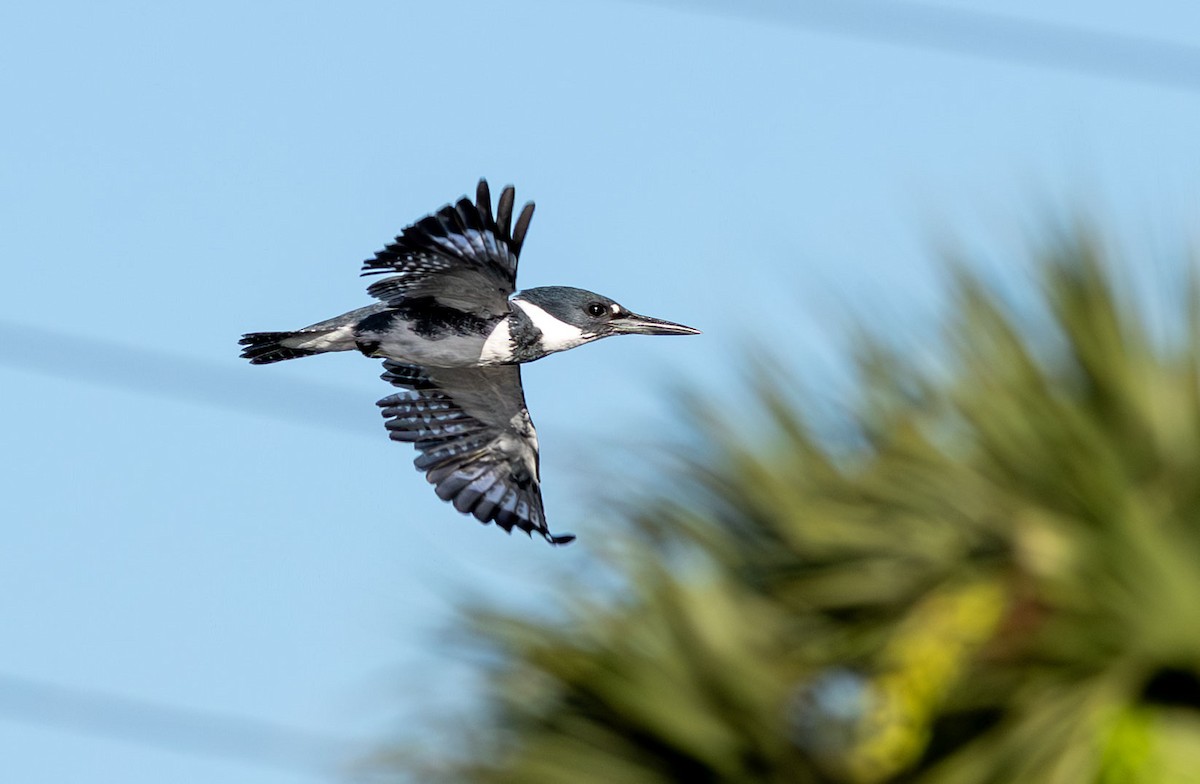 Belted Kingfisher - ML646136349