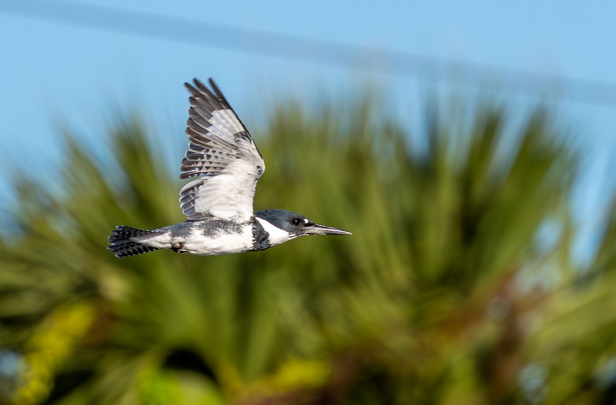 Belted Kingfisher - ML646136350