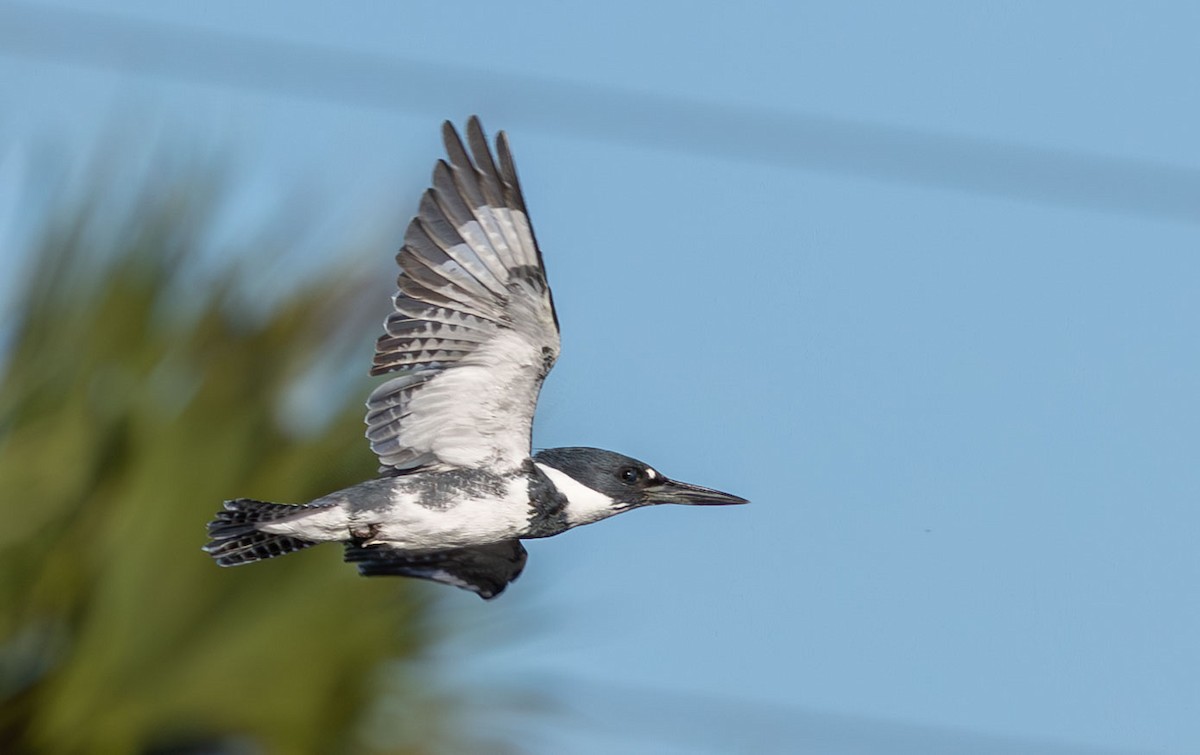 Belted Kingfisher - ML646136351
