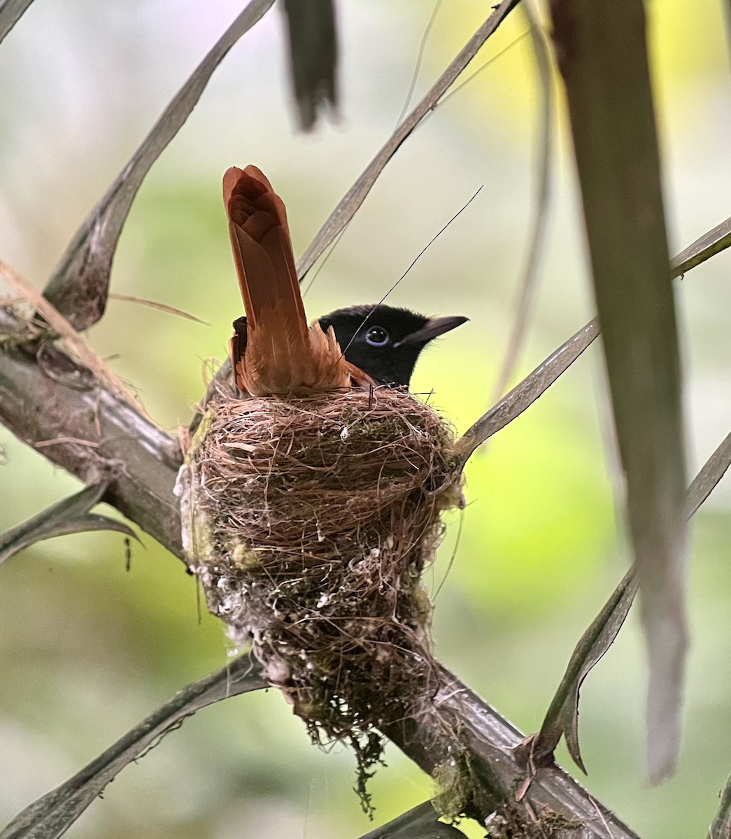 African Paradise-Flycatcher - ML646136352