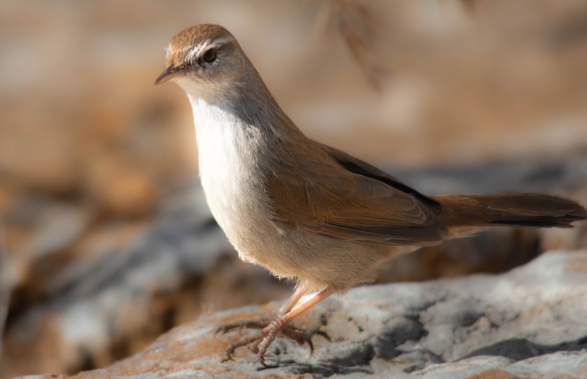 Cetti's Warbler - ML646136359