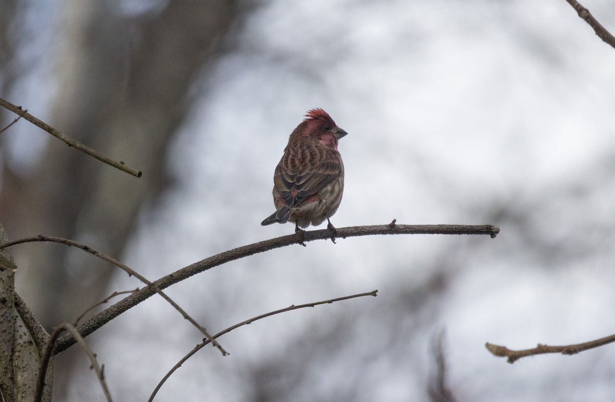 Purple Finch - ML646136371
