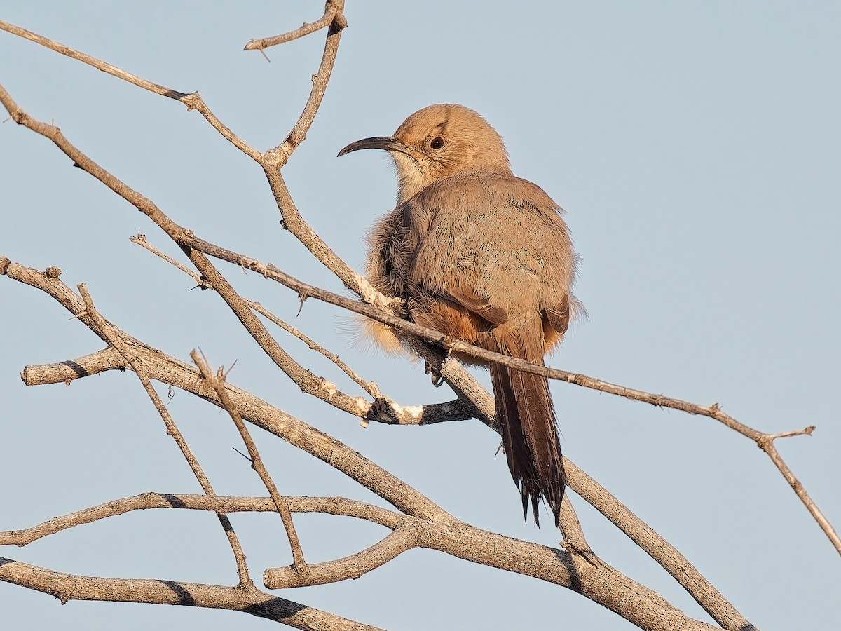 LeConte's Thrasher - ML646136373