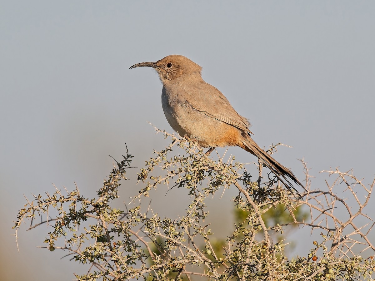 LeConte's Thrasher - ML646136374