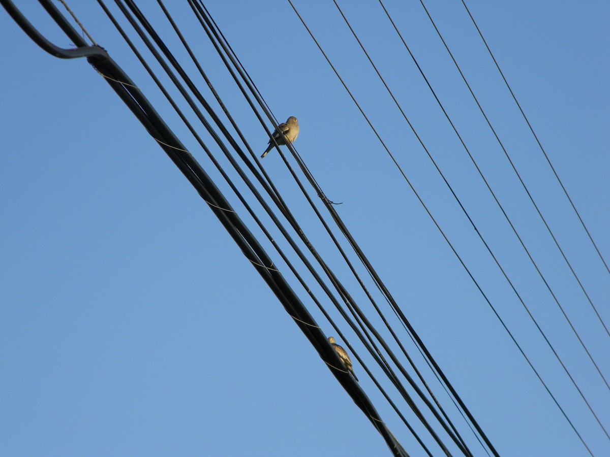 Picui Ground Dove - ML646136377