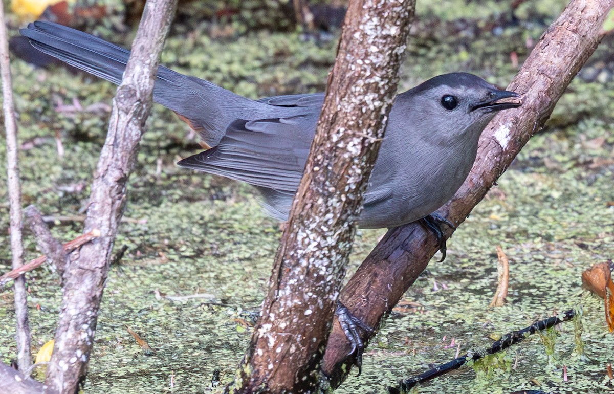 Gray Catbird - ML646136380