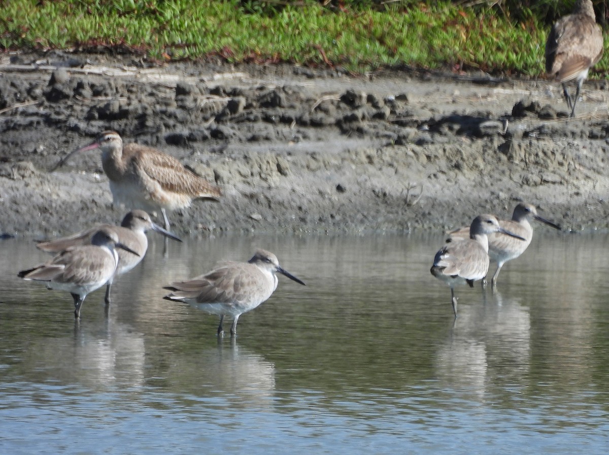 Willet - ML646136383