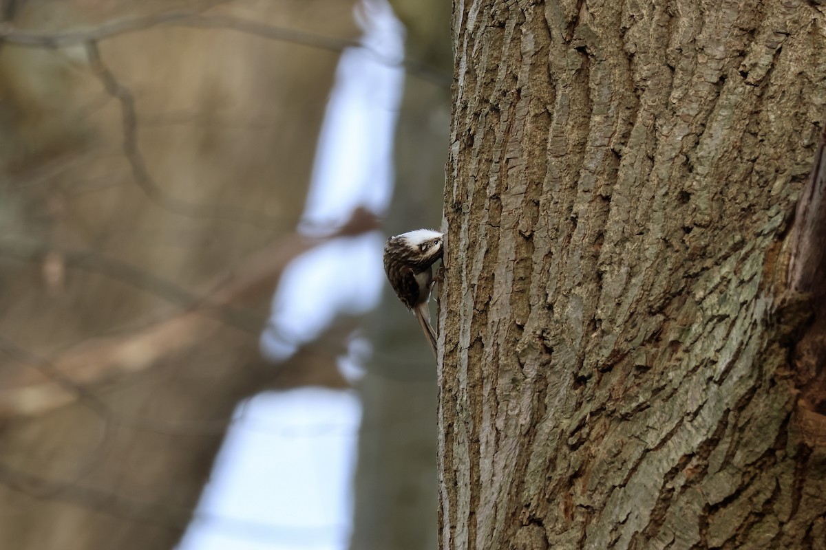 Eurasian Treecreeper - ML646136385