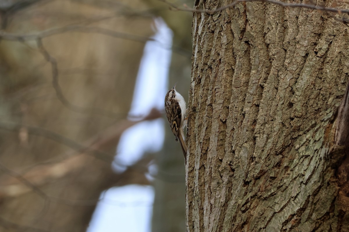 Eurasian Treecreeper - ML646136386