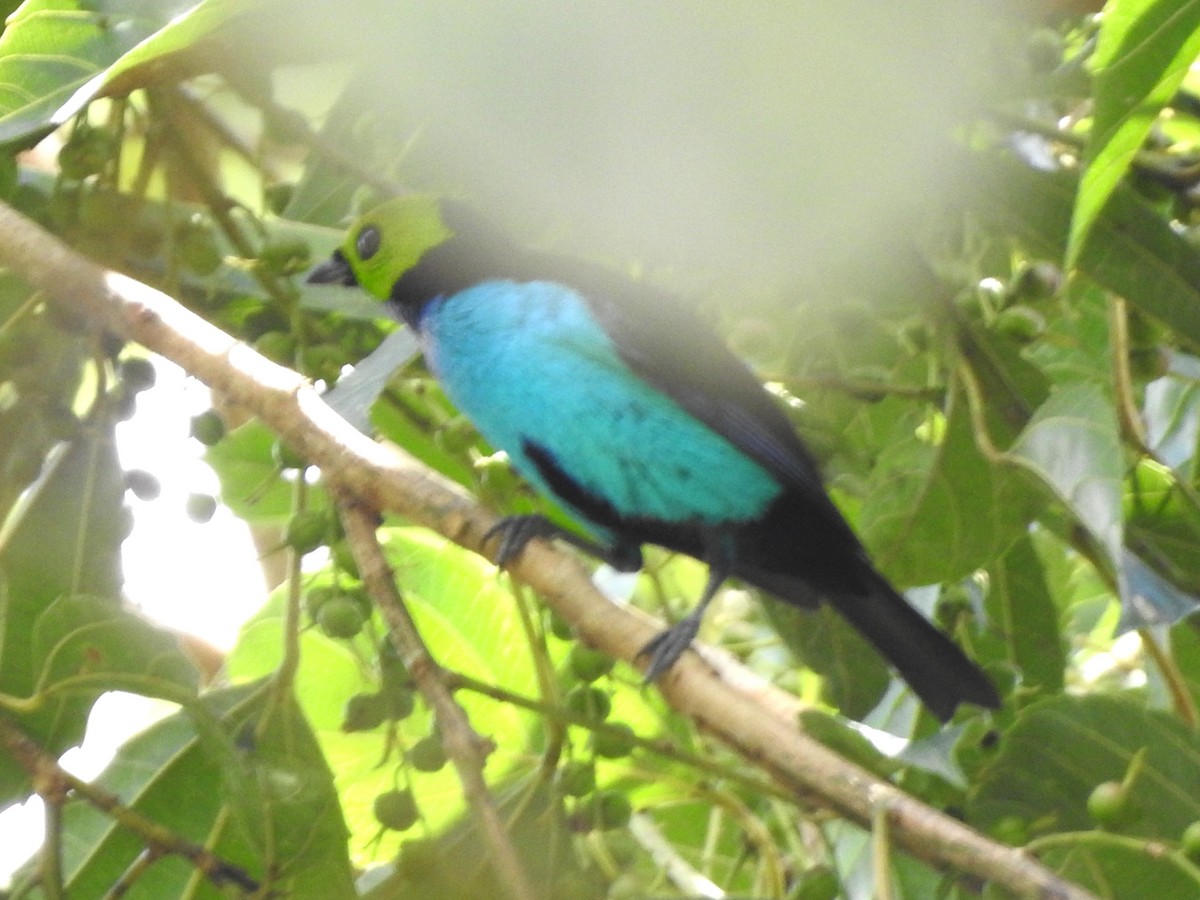 Siebenfarbentangare - ML646136388