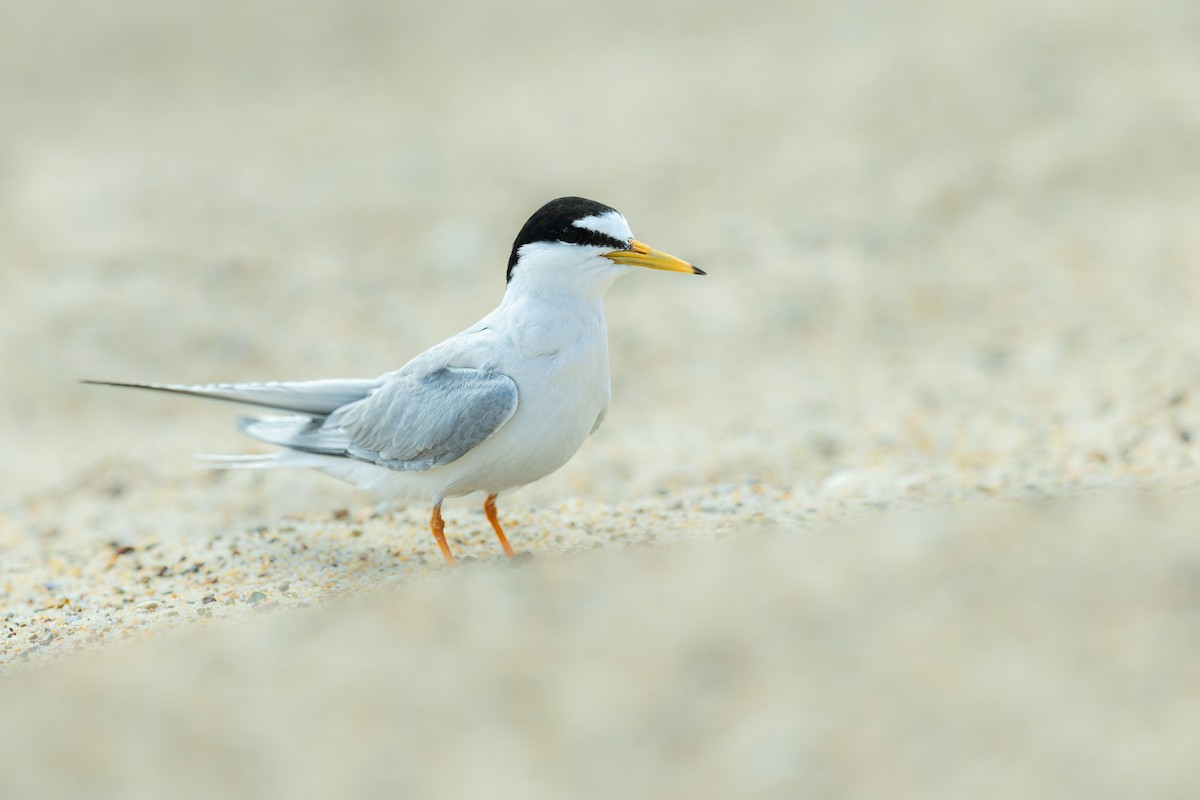 Little Tern - ML646136389