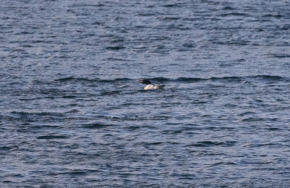 Common Merganser - ML646136390