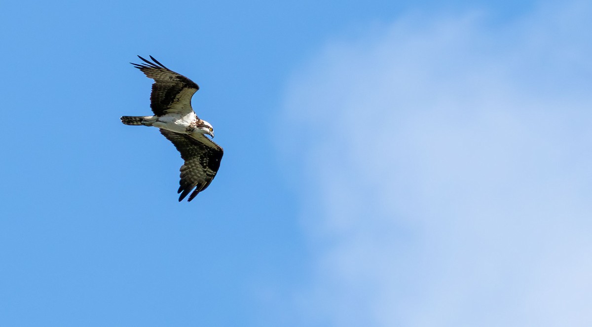 魚鷹 - ML646136391