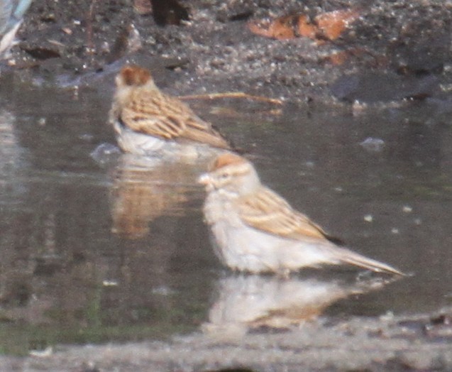 Chipping Sparrow - ML646136393