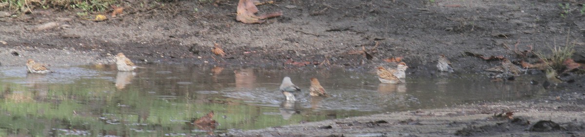 Chipping Sparrow - ML646136394
