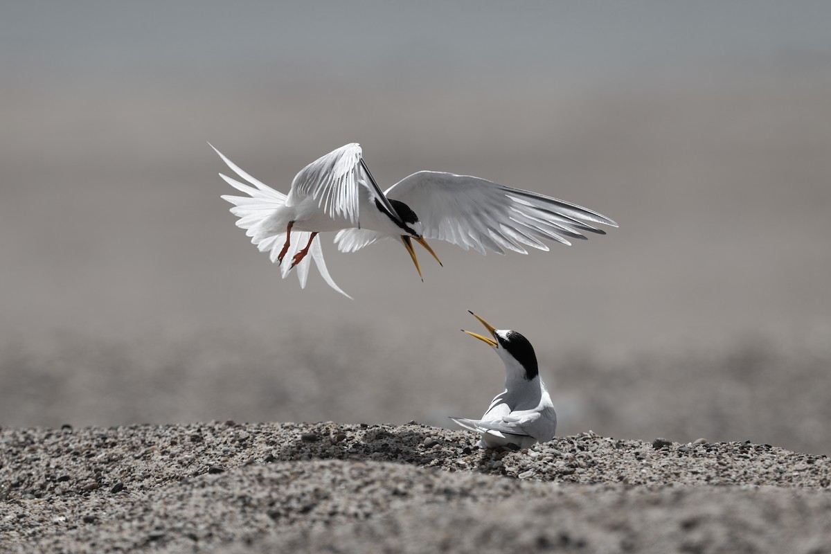 Little Tern - ML646136395