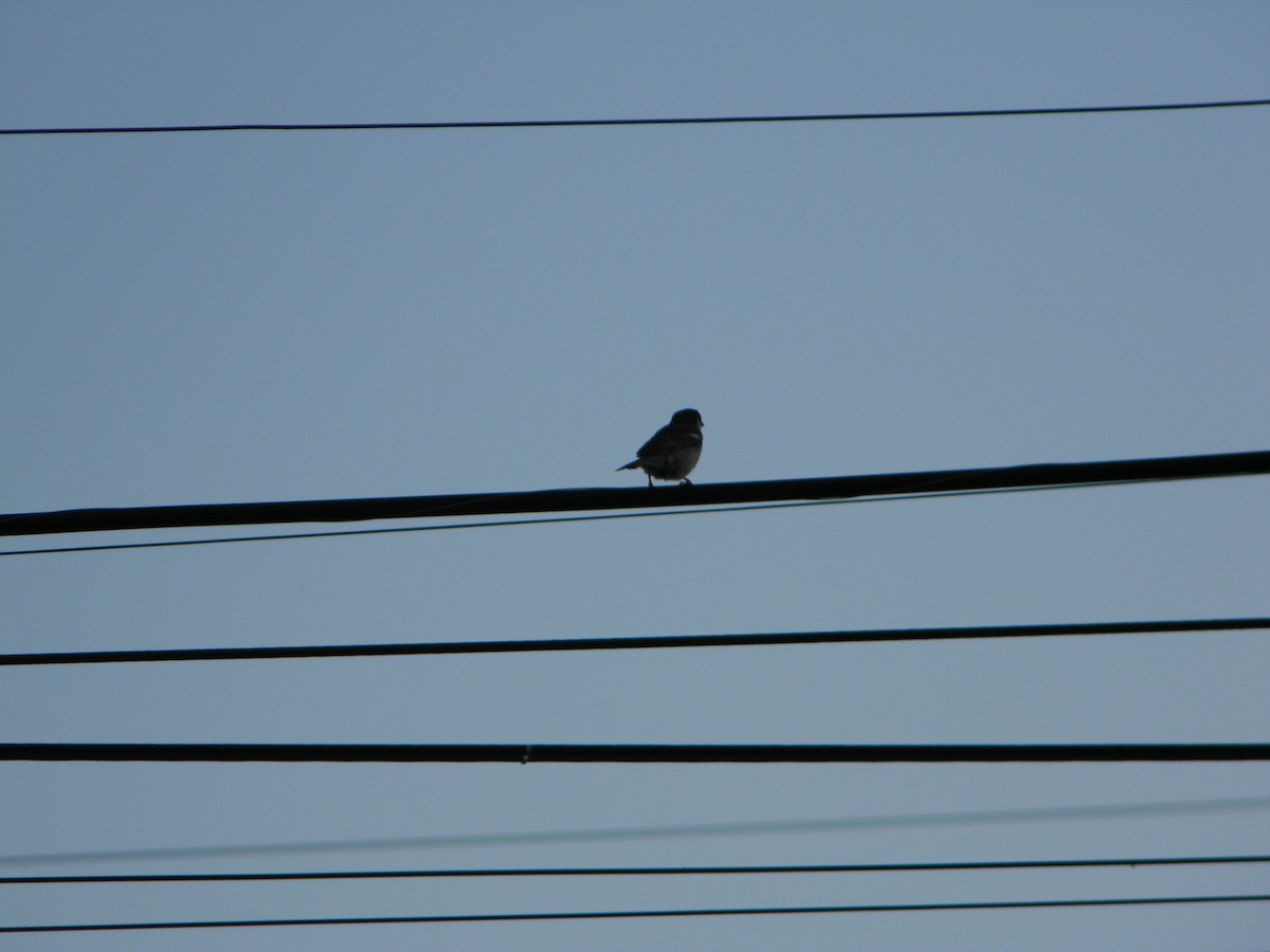 vrabec domácí - ML646136396