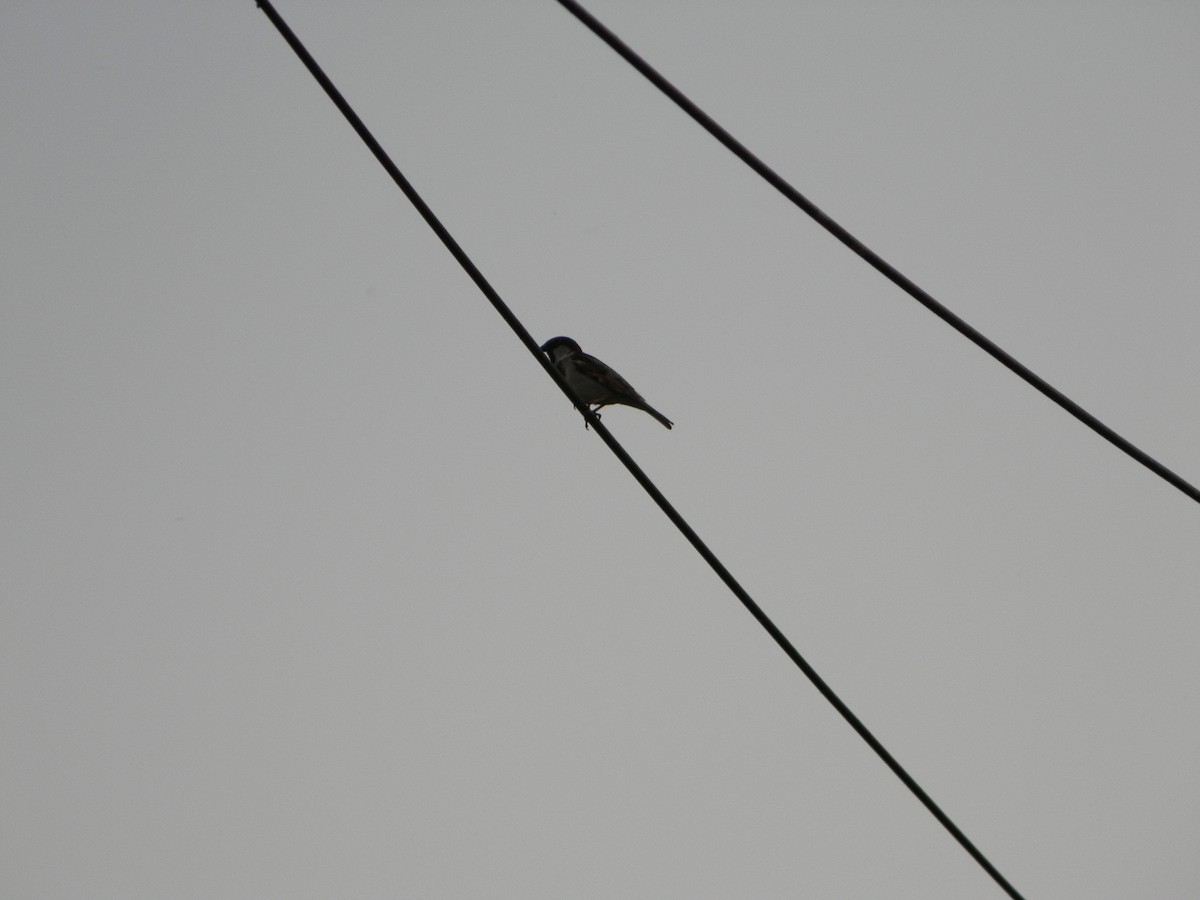 vrabec domácí - ML646136397