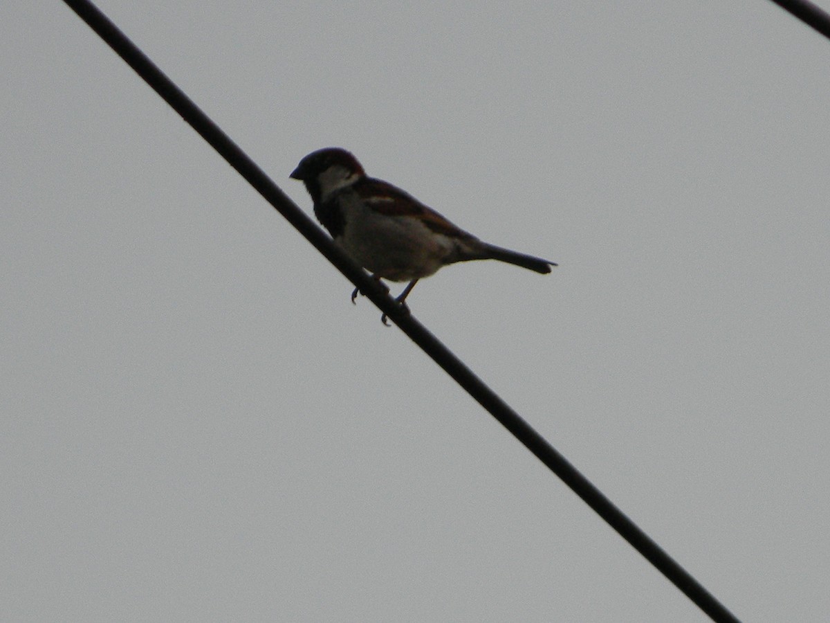 vrabec domácí - ML646136400