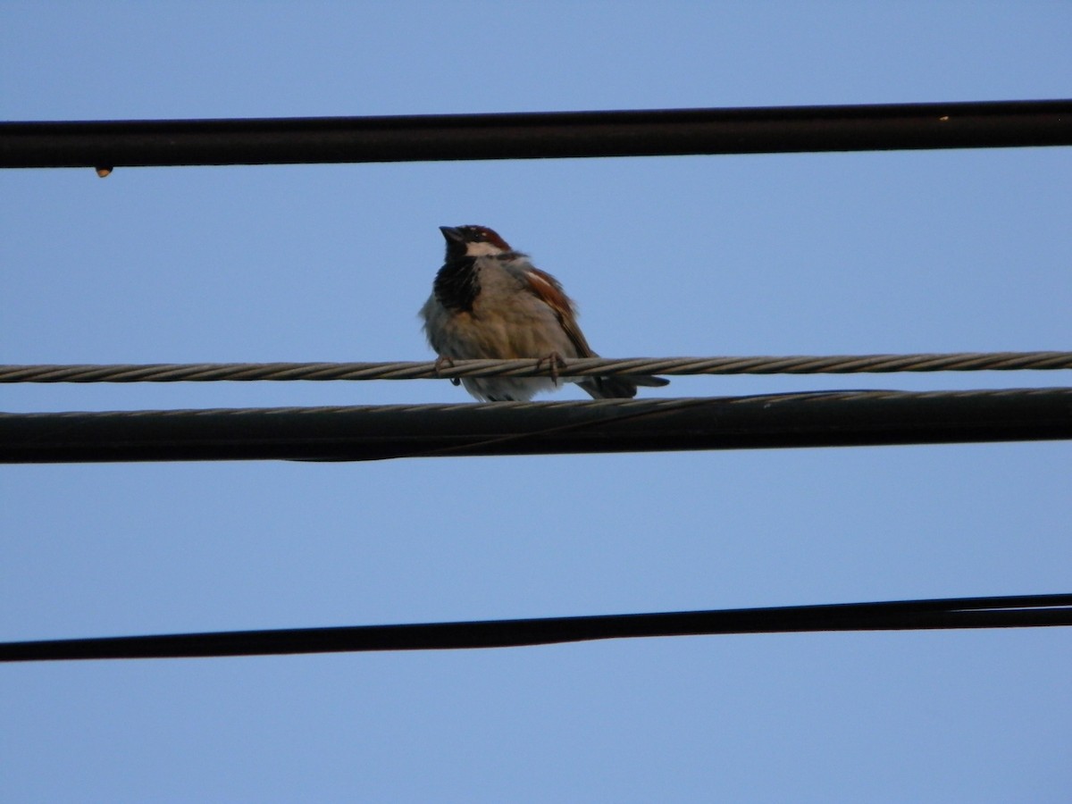 vrabec domácí - ML646136401