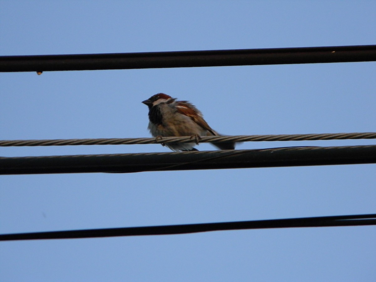 vrabec domácí - ML646136404