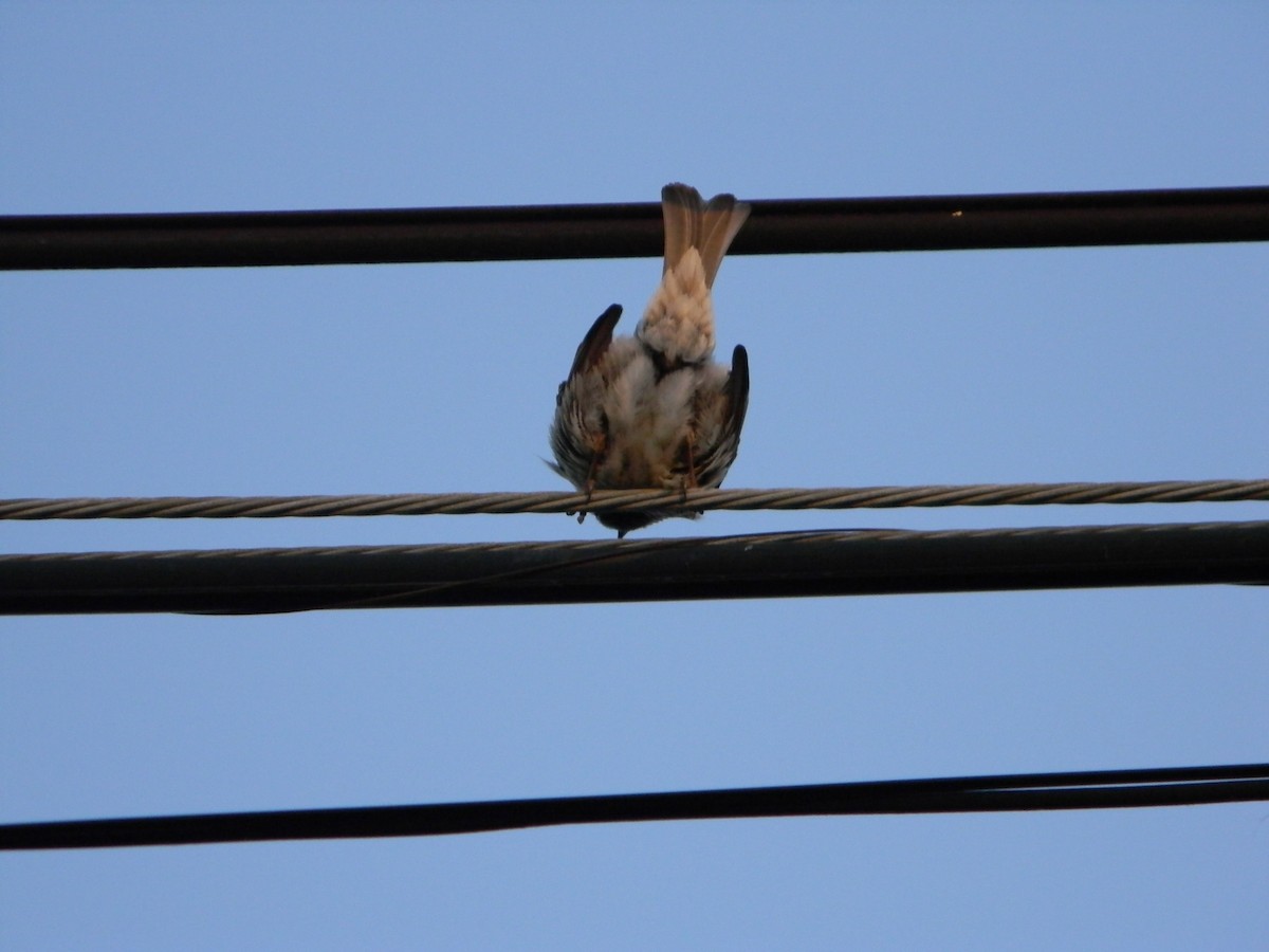 vrabec domácí - ML646136405