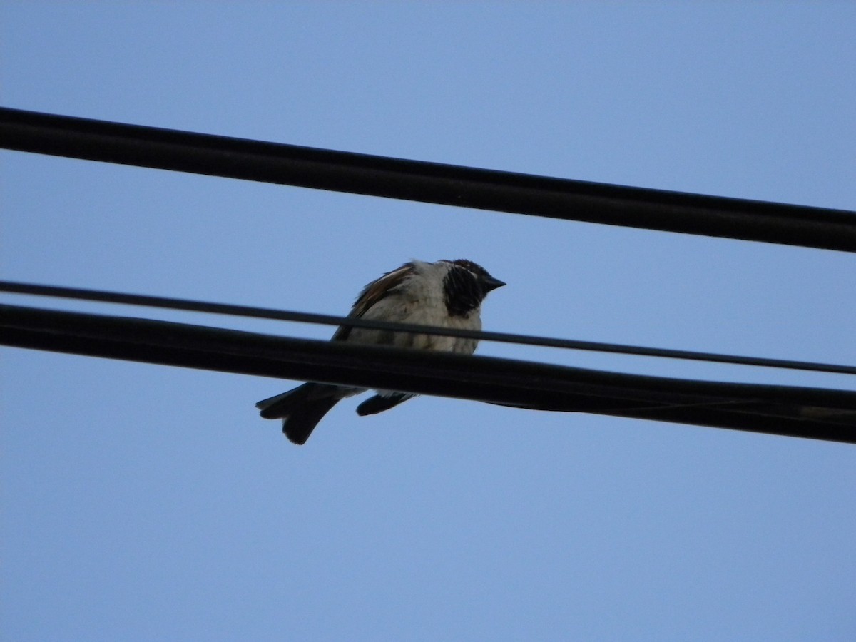 vrabec domácí - ML646136406