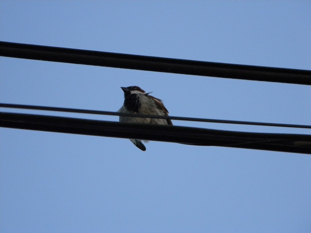 vrabec domácí - ML646136407