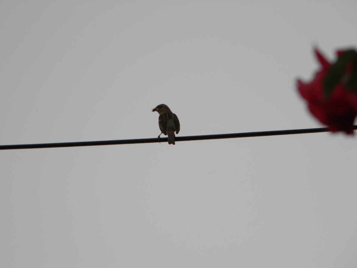 vrabec domácí - ML646136408