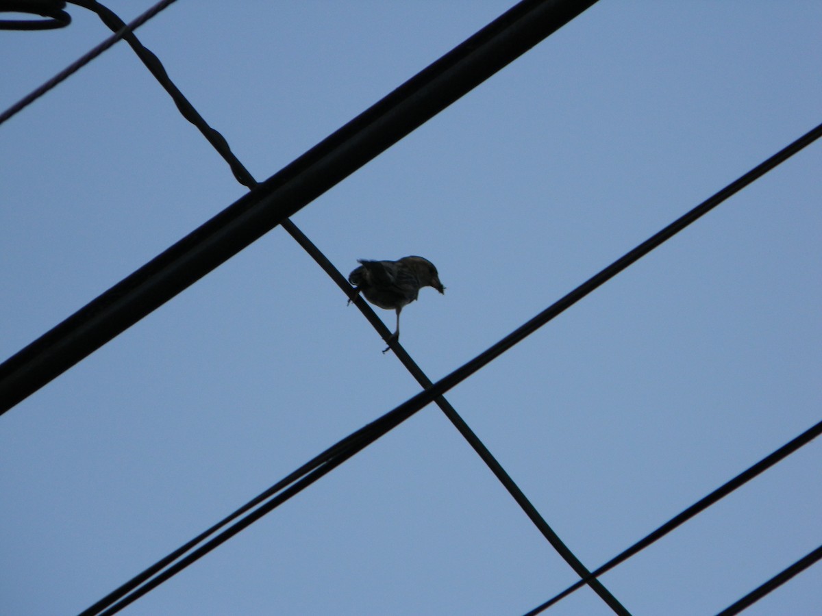 vrabec domácí - ML646136409